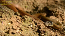 صورة Sibynophis chinensis (Günther 1889)