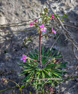 Image of Stylidium turleyae Lowrie & Kenneally