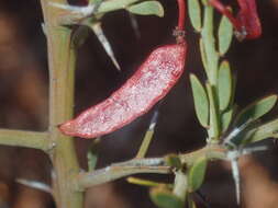 Acacia erinacea Benth.的圖片