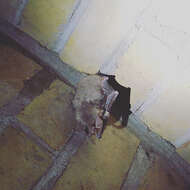 Image of Greater Mouse-eared Bat