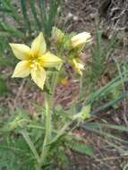 صورة Polemonium foliosissimum var. flavum (Greene) Anway