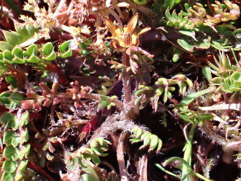 Image of Ranunculus gracilipes Hook. fil.