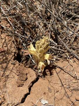 Image of Parish's broomrape