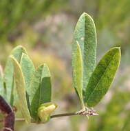 Image of Rhynchosia ciliata (Thunb.) Druce