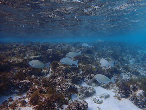 Image of New Zealand bluefish