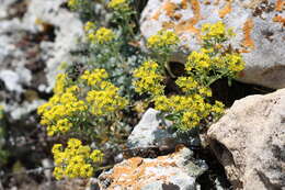 Sivun Alyssum tortuosum Waldst. & Kit. ex Willd. kuva