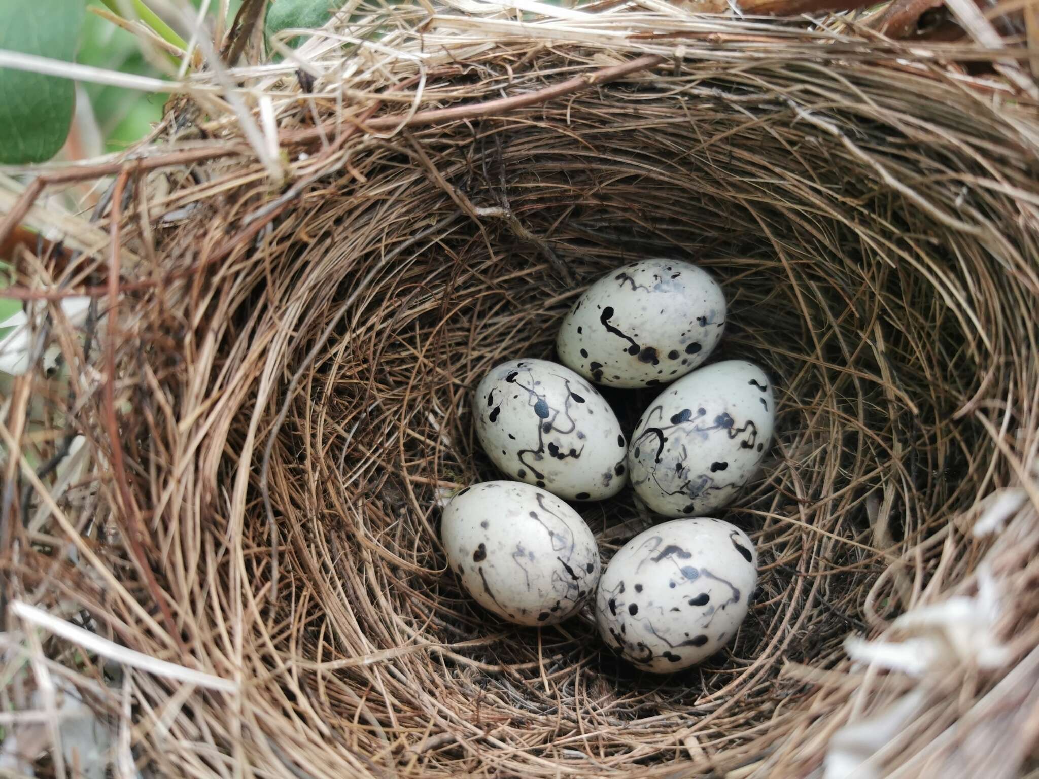 Image of Gray Bunting