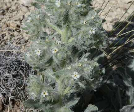 Image of calcareous cryptantha