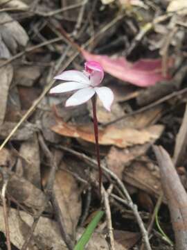 Image of Elegant Caladenia