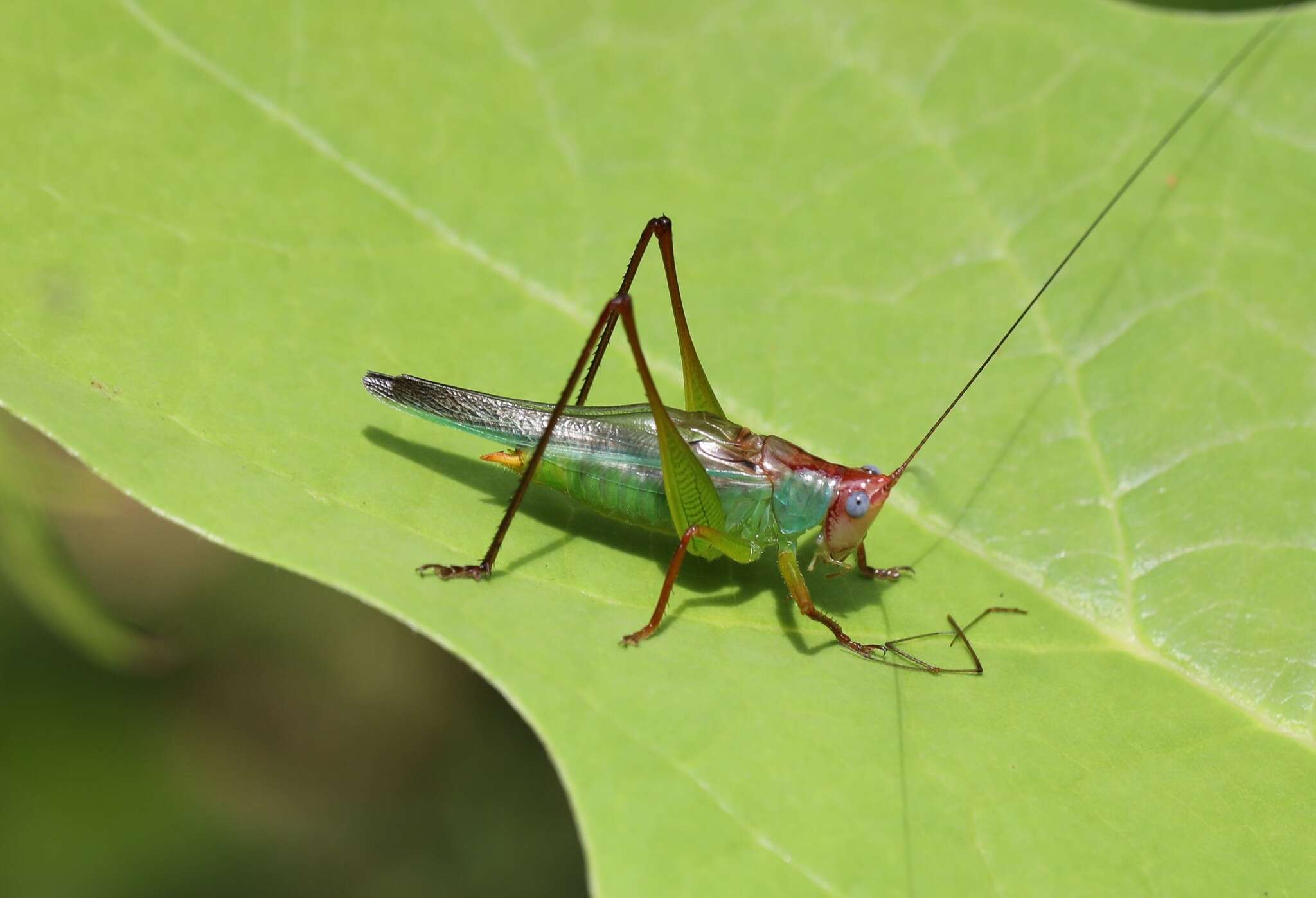 Image of Handsome Meadow Katydid