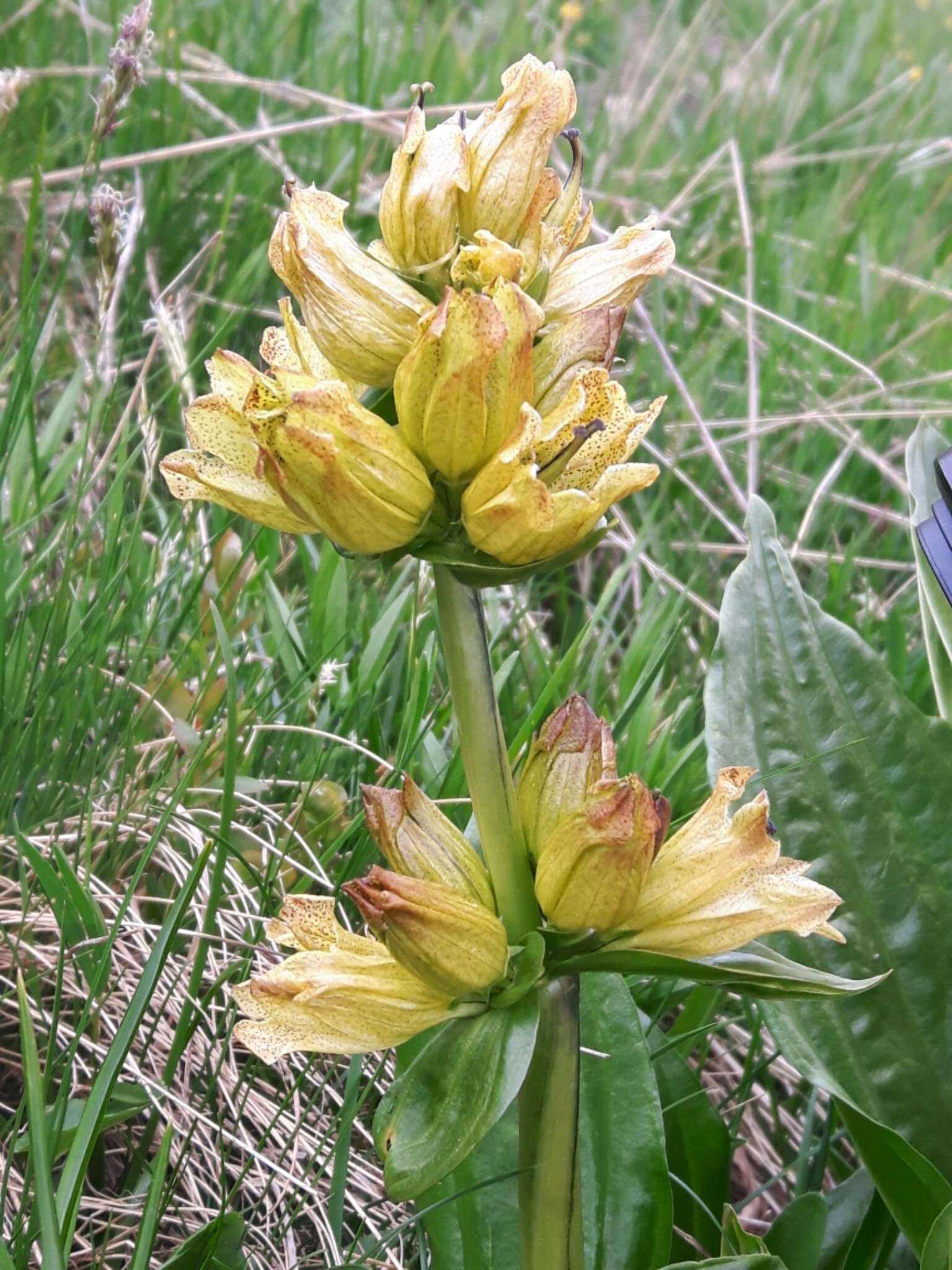 Image of Spotted Gentian