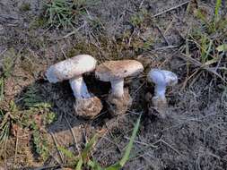 Image of Amanita peckiana Kauffman 1913