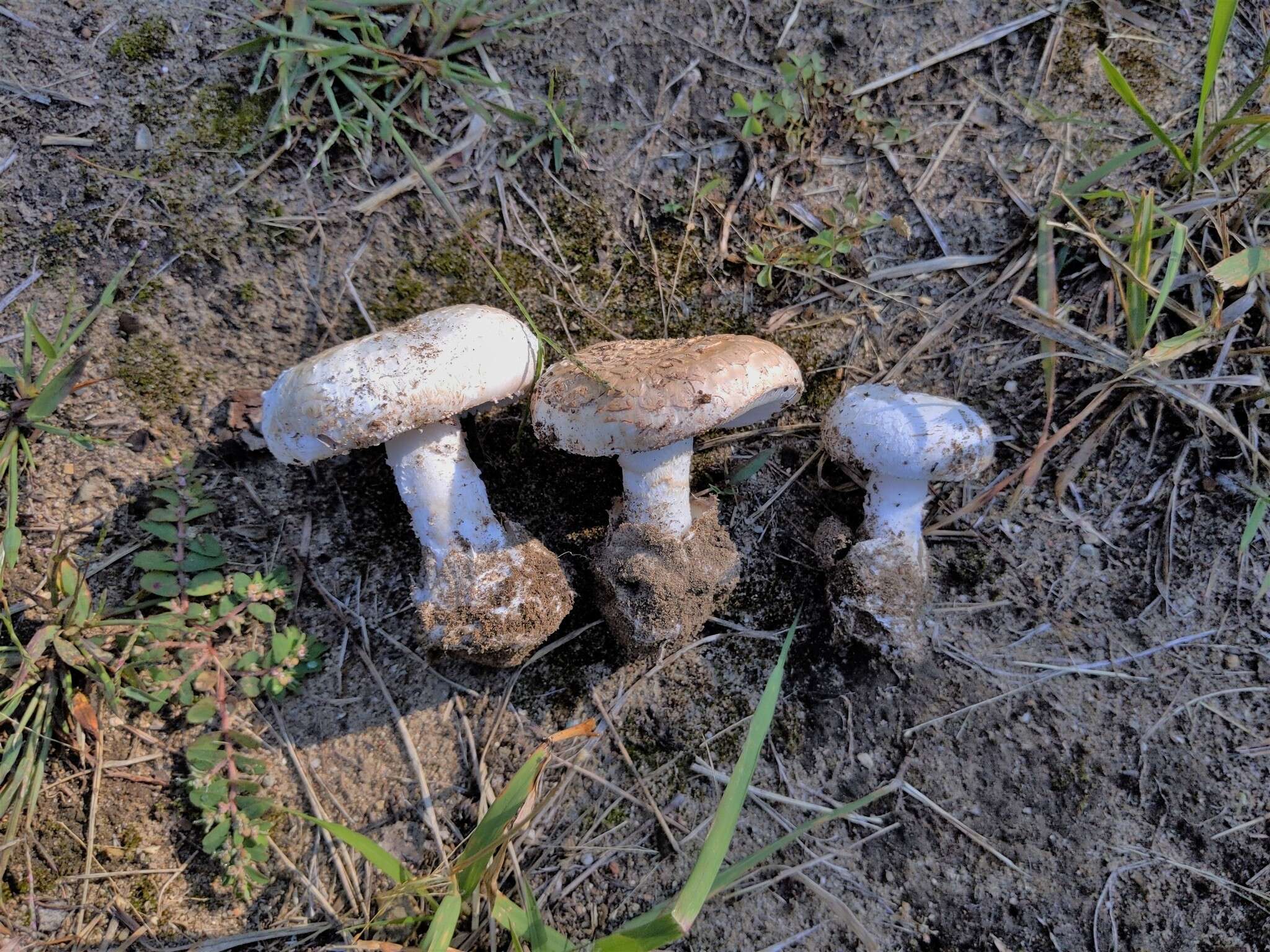 Image of Amanita peckiana Kauffman 1913