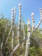 Image of Pilosocereus leucocephalus (Poselg.) Byles & G. D. Rowley