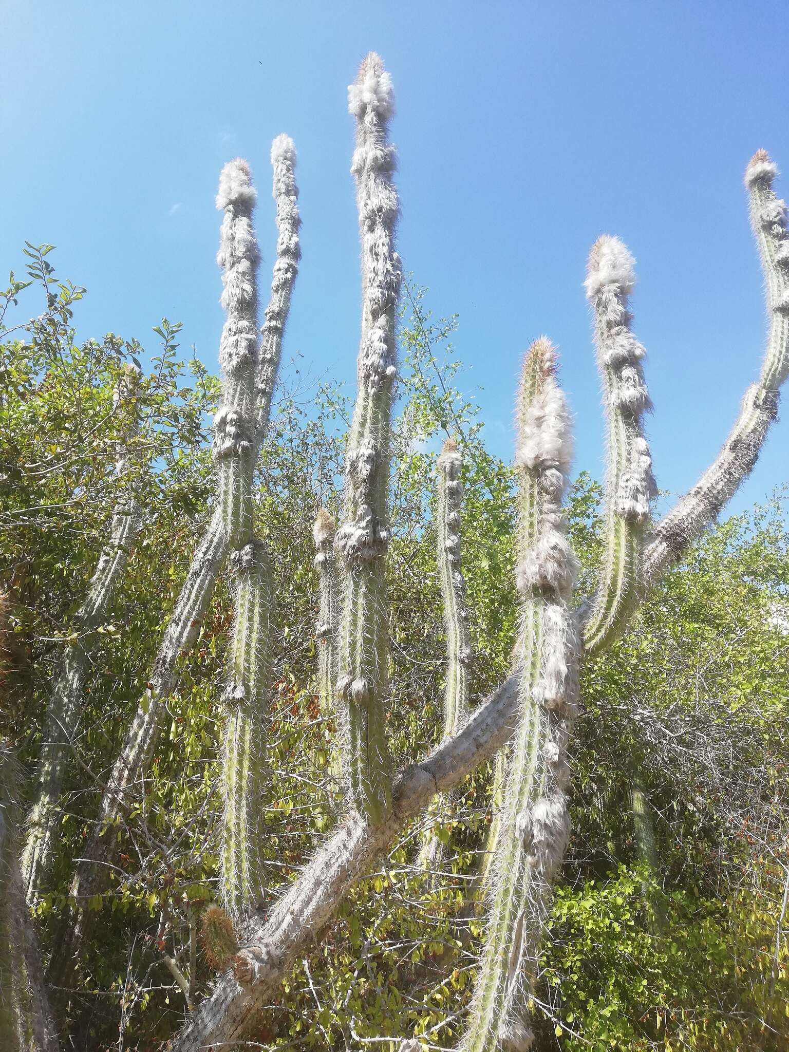 Image of Pilosocereus leucocephalus (Poselg.) Byles & G. D. Rowley