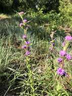 Image de Liatris squarrosa var. glabrata