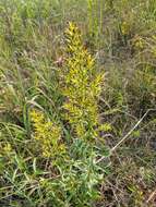 Image of showy goldenrod