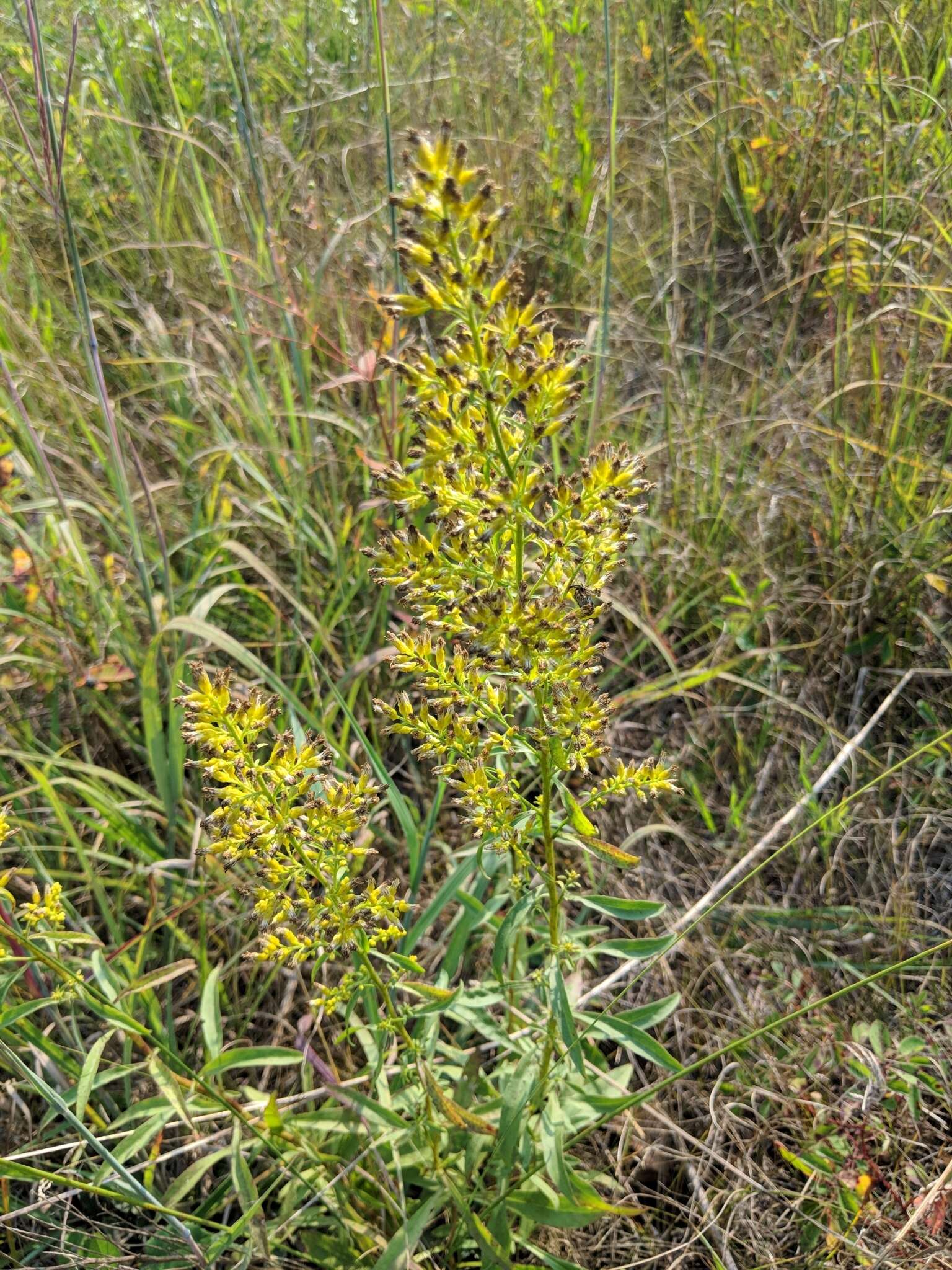 Image of showy goldenrod