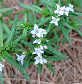 Image of longleaf summer bluet