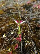 Image of Disa atricapilla (Harv. ex Lindl.) Bolus