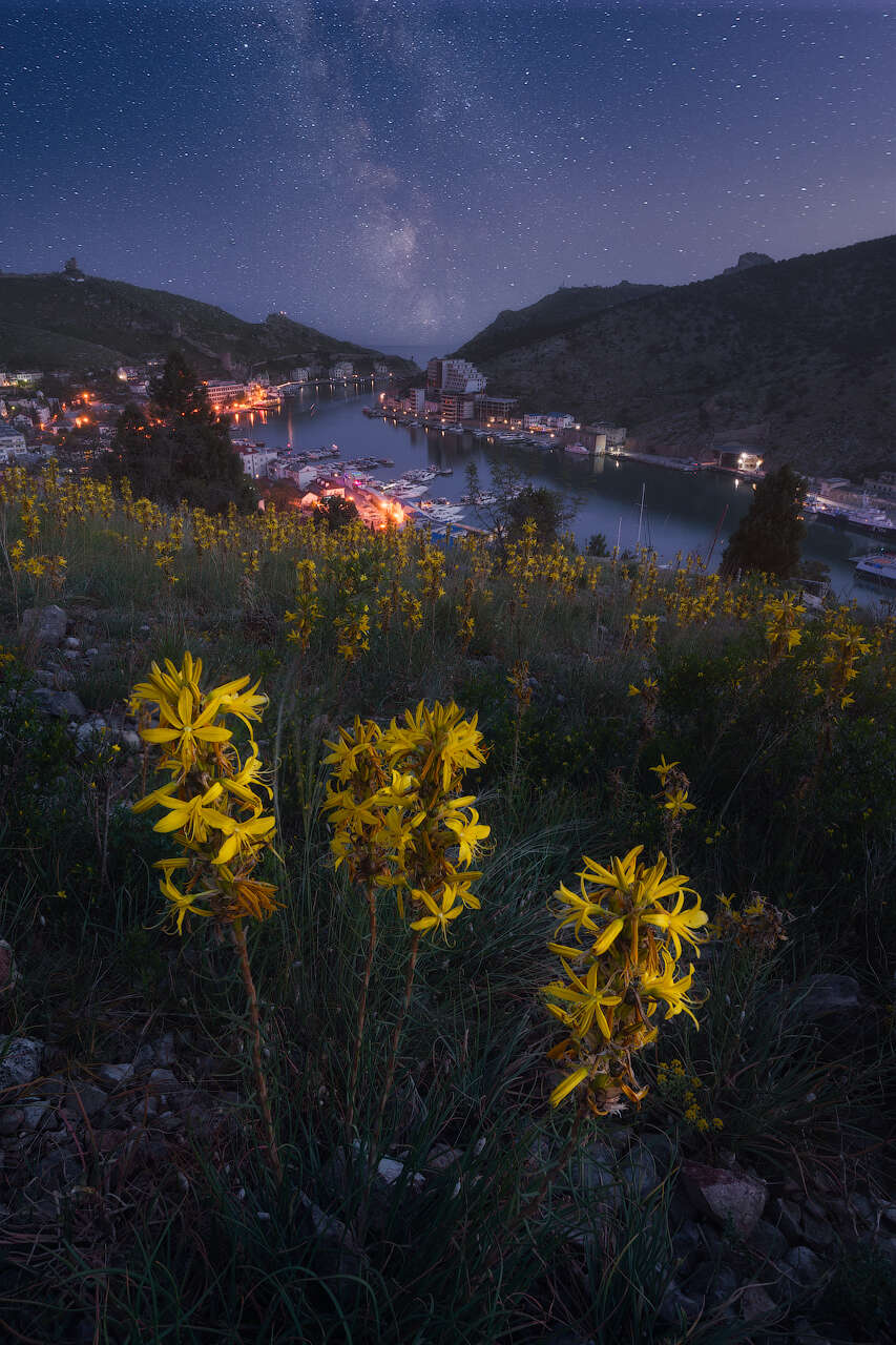 Image of yellow asphodel