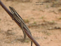 Image of Amphibolurus burnsi (Wells & Wellington 1985)