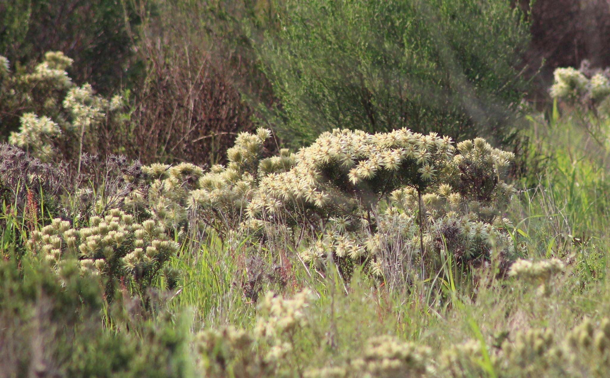 Image of Phylica pubescens Ait.