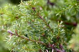 Podocarpus lawrencei Hook. fil. resmi