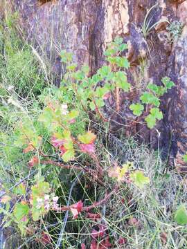 Image of Pelargonium sublignosum Knuth