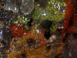 Image of Ascidian