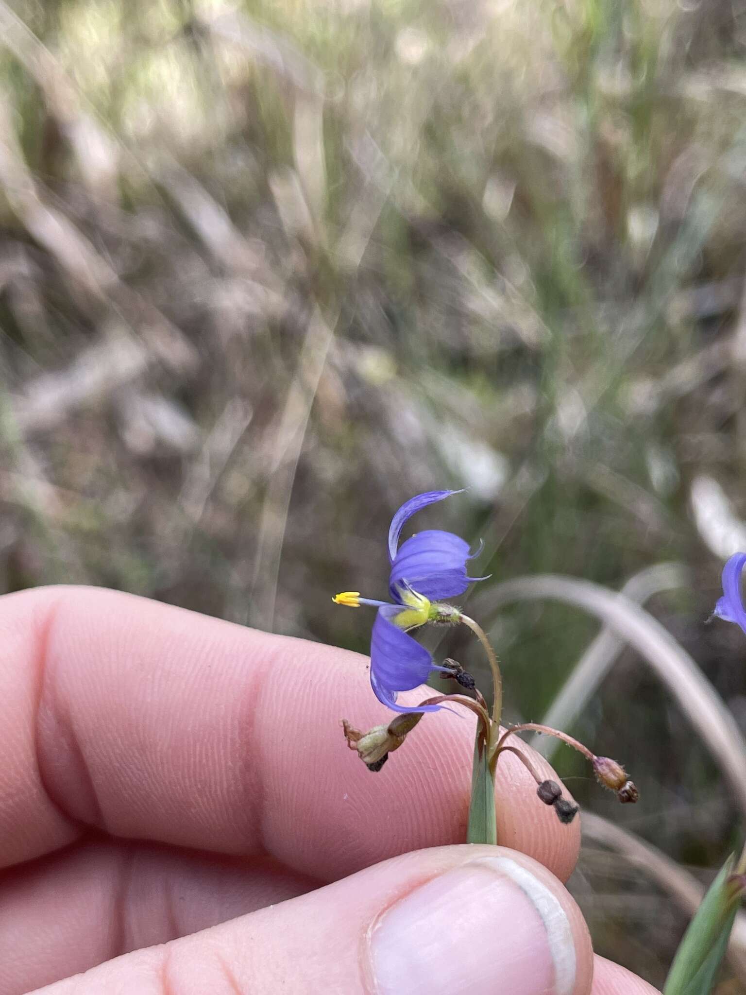 Image of Miami blue-eyed grass