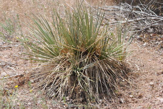 Image of soapweed yucca