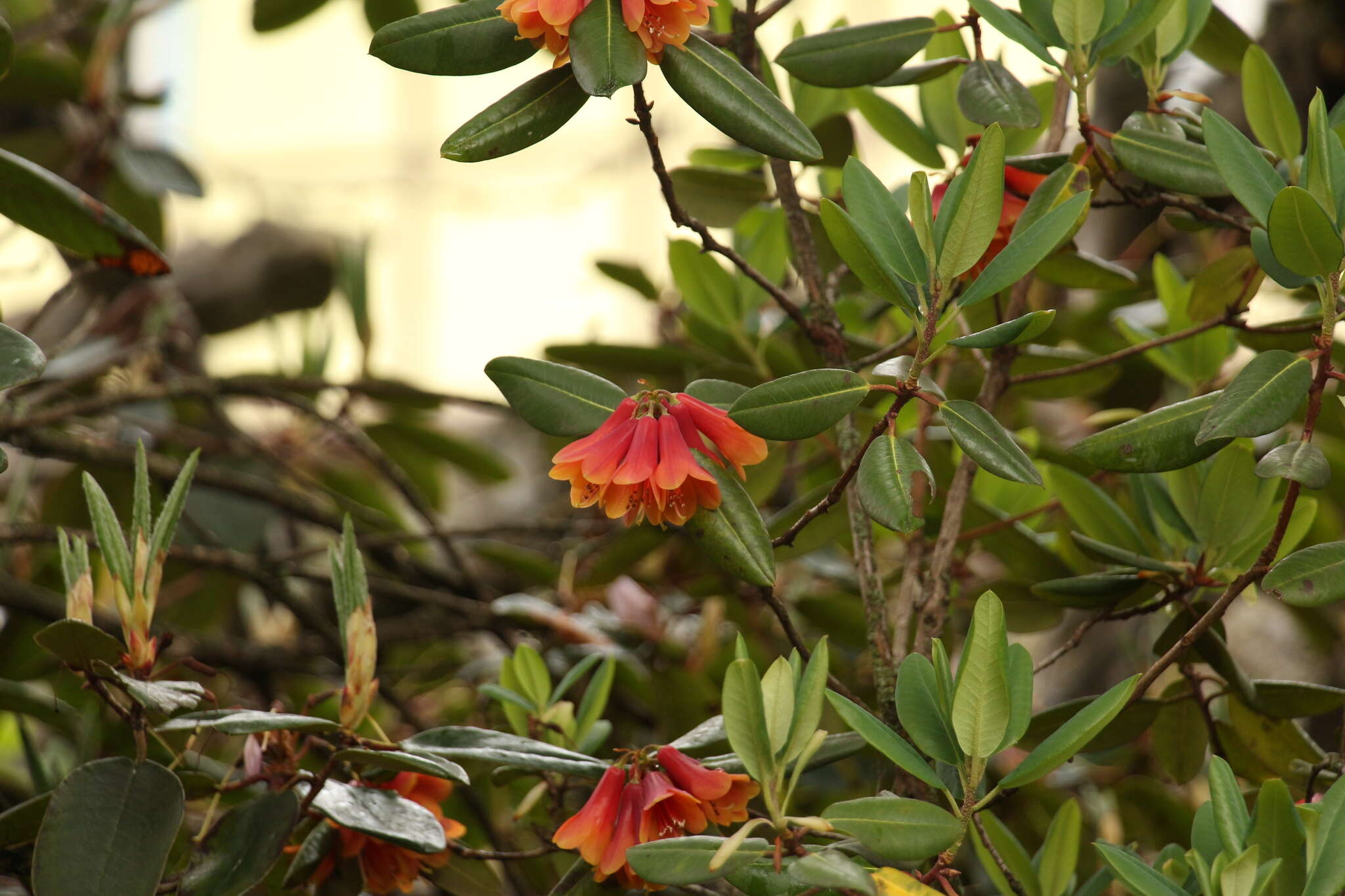 Imagem de Rhododendron cinnabarinum Hook. fil.