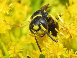 Image of Philanthus solivagus Say 1837