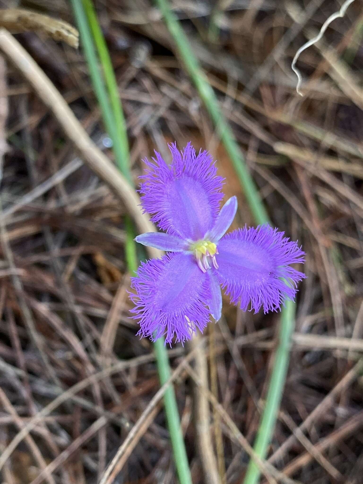 Image of Thysanotus banksii R. Br.