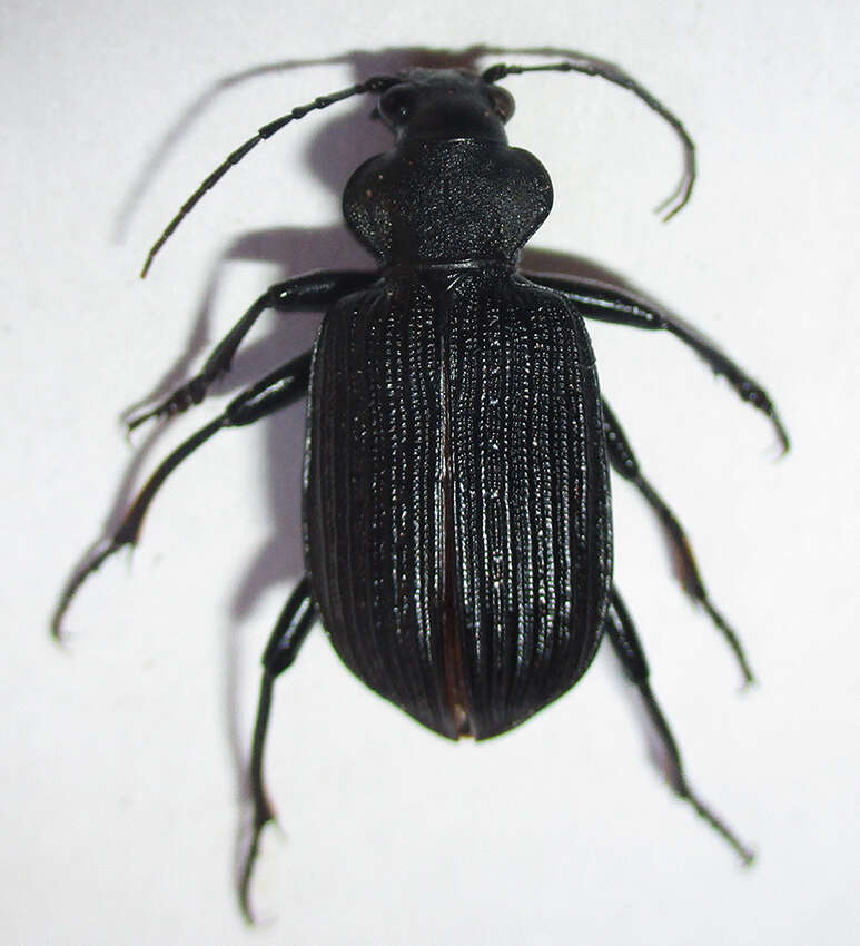 Imagem de Calosoma (Ctenosta) senegalense Dejean 1831