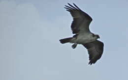 Image of ospreys