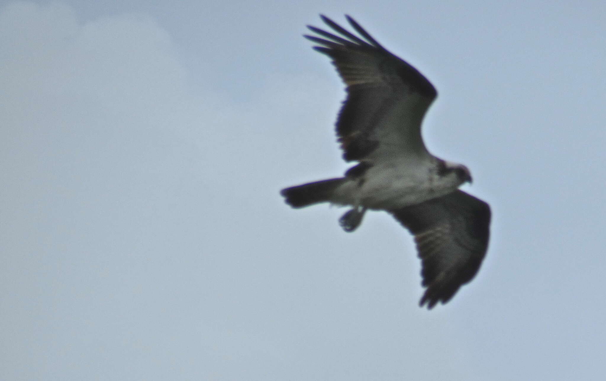 Image of ospreys