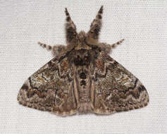 Image of Northern Pine Tussock Moth