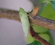 Image of Pagaronia tredecimpunctata Ball 1902