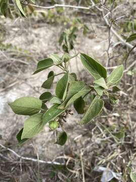 Sivun Croton humilis L. kuva