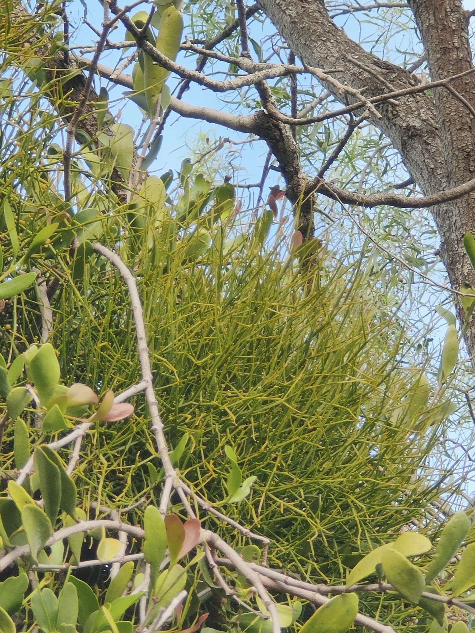 Слика од Viscum articulatum Burm. fil.