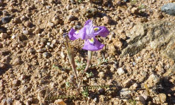 Image of Moraea tortilis Goldblatt