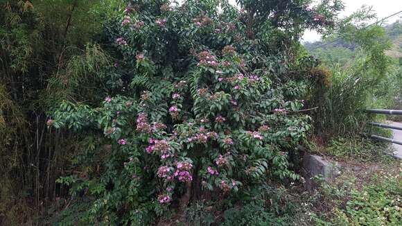 Image of Rose Cactus