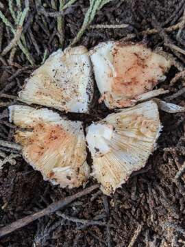 Image of Leucoagaricus cupresseus (Burl.) Boisselet & Guinb. 2001