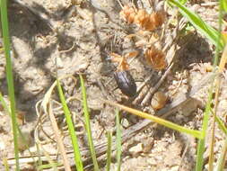 Plancia ëd Cicindela (Cicindelidia) punctulata punctulata A. G. Olivier 1790