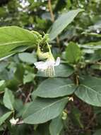 Imagem de <i>Lonicera purpusii</i>