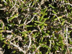 Sivun Salicornia quinqueflora subsp. quinqueflora kuva