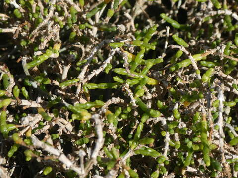 Image of Salicornia quinqueflora Bunge ex Ung.-Sternb.