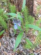 Image of tall bluebells